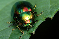 Chrysolina fastuosa